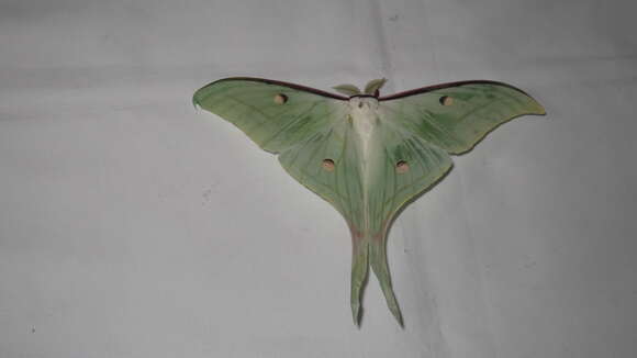 Image of Indian Luna Moth