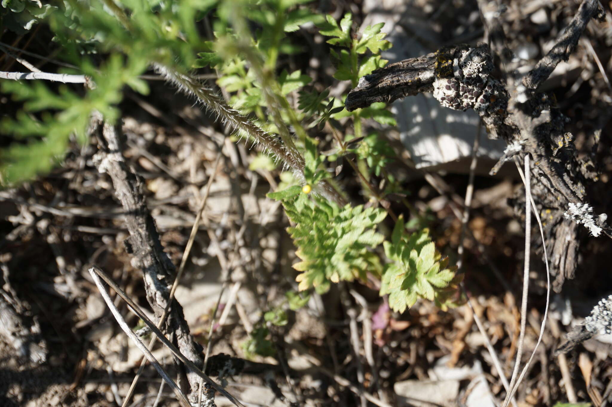 Image of Papaver arenarium M. Bieb.