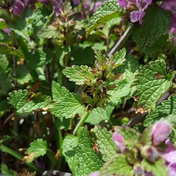 Plancia ëd Lamium garganicum L.