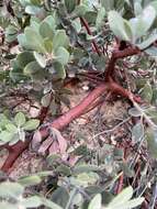 Imagem de Arctostaphylos glandulosa subsp. mollis (J. E. Adams) P. V. Wells