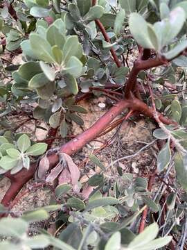 Image of Eastwood's manzanita