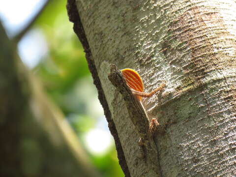 Image of Anolis ortonii Cope 1868