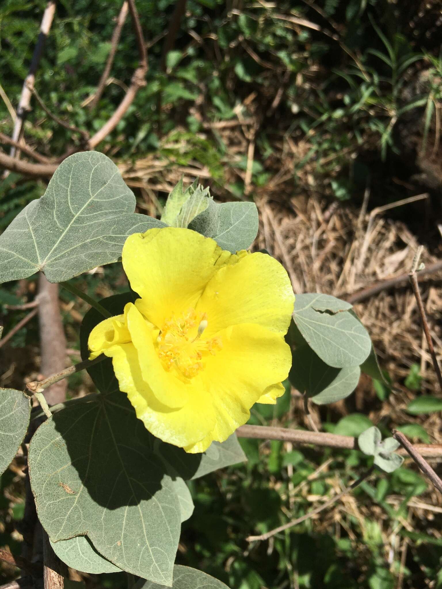 Image of Hawai'ian cotton