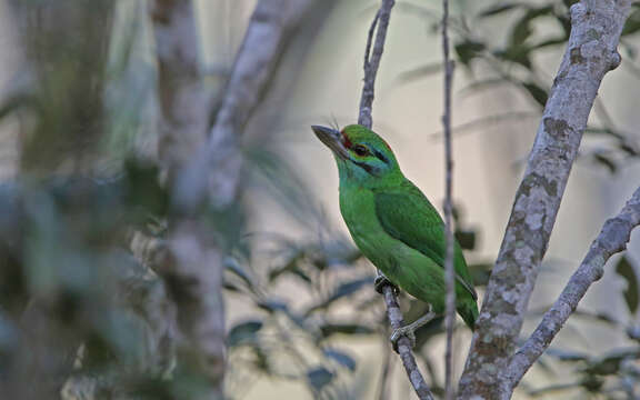 Image of Moustached Barbet