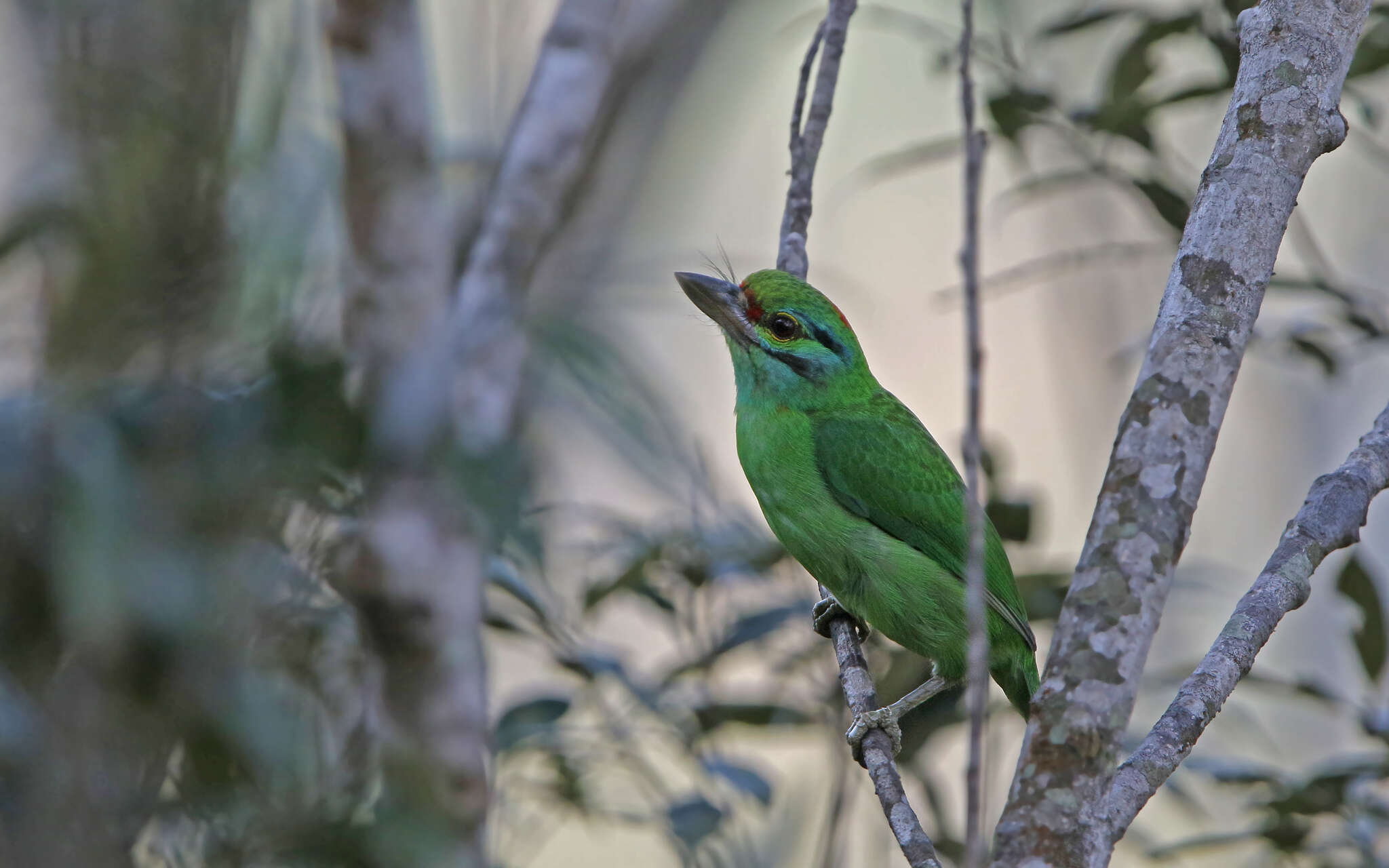 Image of Moustached Barbet