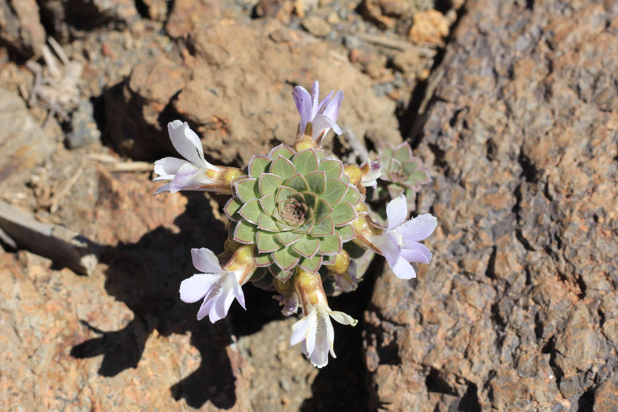 Слика од Viola blaxlandiae J. M. Watson & A. R. Flores