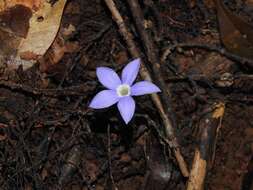 Image of Voyria caerulea Aubl.