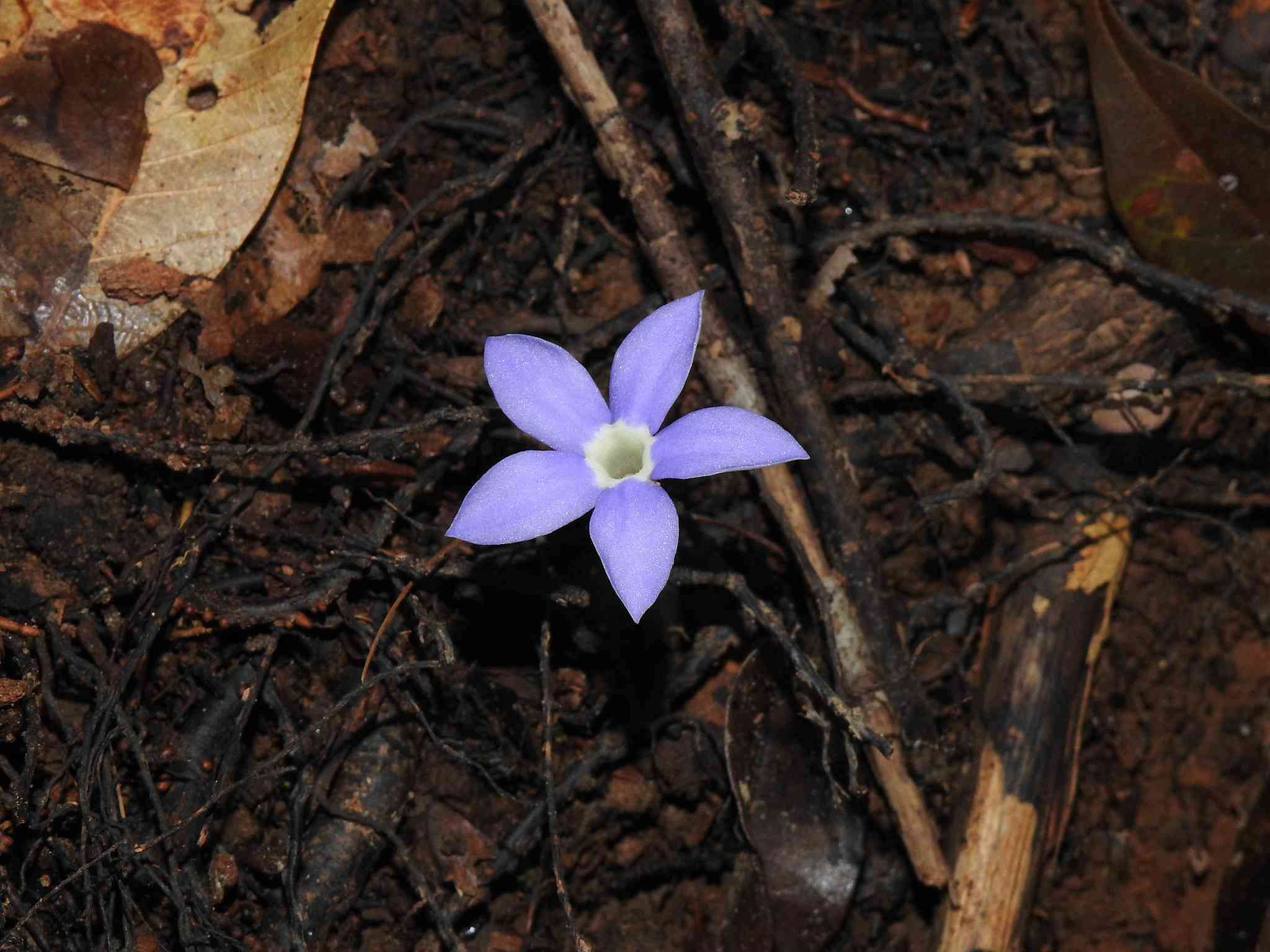 Sivun Voyria caerulea Aubl. kuva