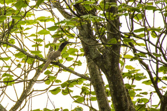 Image of Indian Grey Hornbill