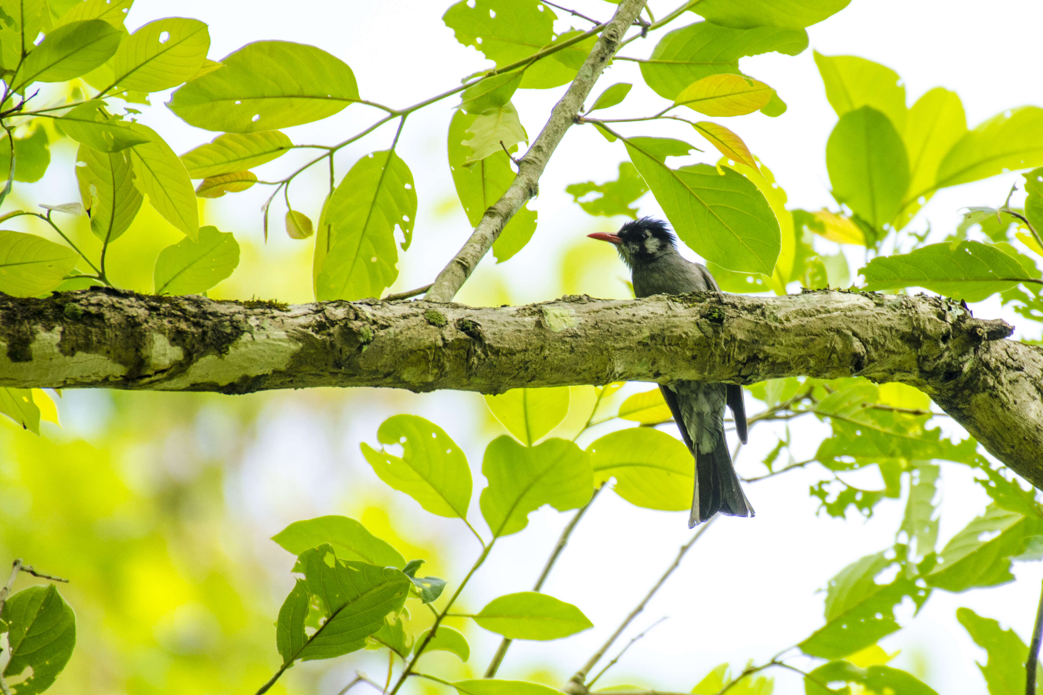 Image de Bulbul noir