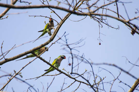 Image of Moustached Parakeet