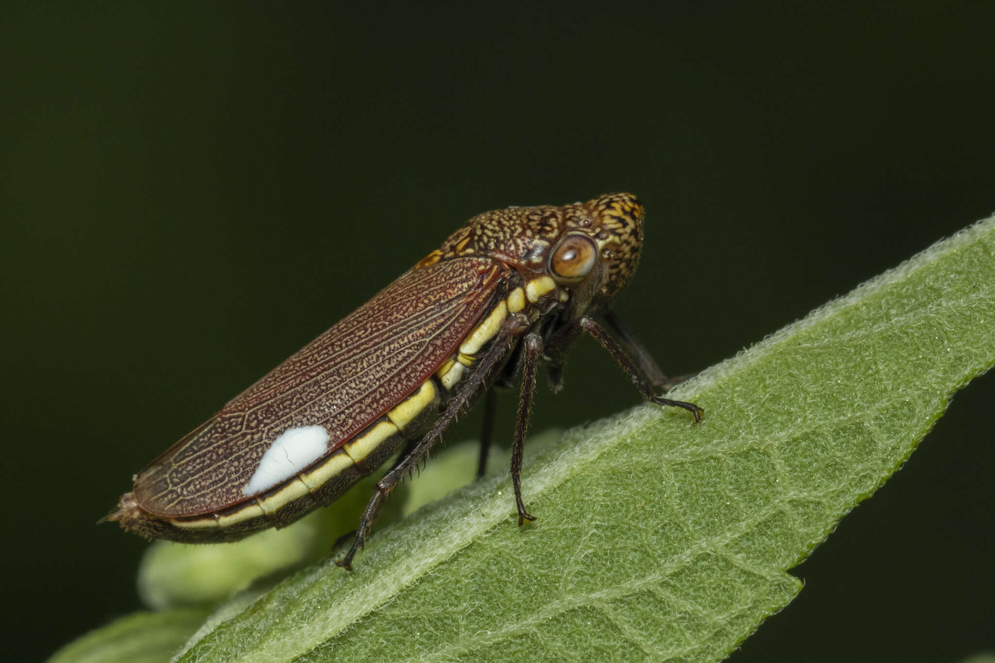 Image of Tapajosa rubromarginata (Signoret 1855)