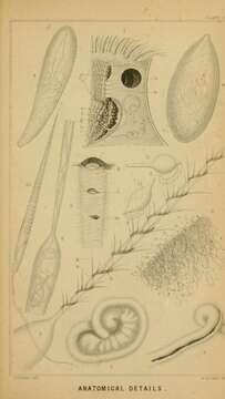 Image de Caryophyllia Lamarck 1801