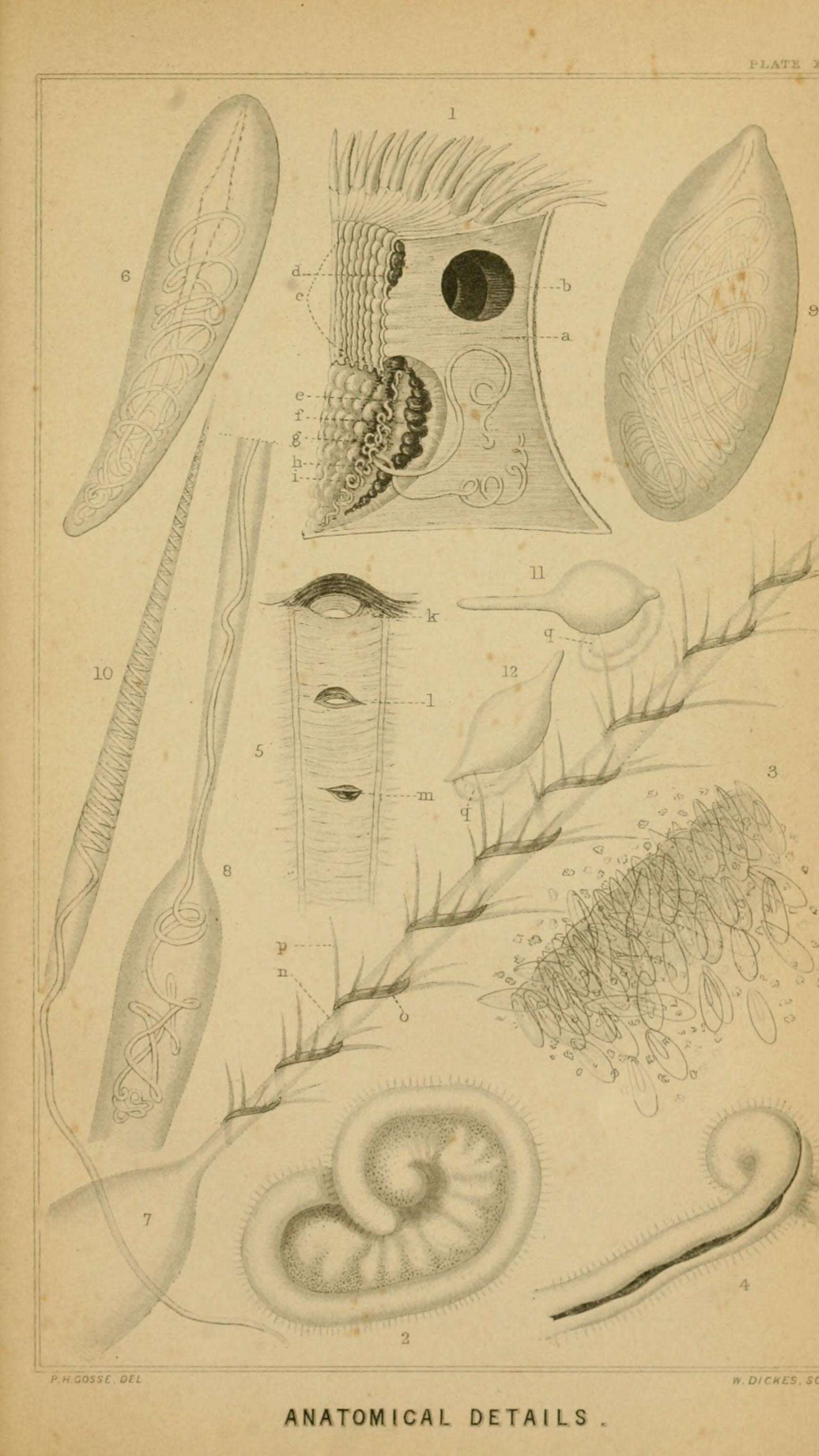 Image of cupcorals