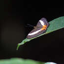 Image de Cyrestis acilia gades Fruhstorfer 1915