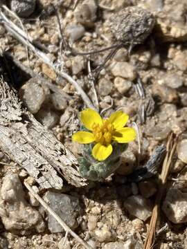 Image of yellowray Fremont's-gold