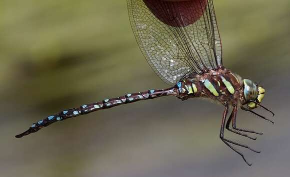 Image of Common Hawker