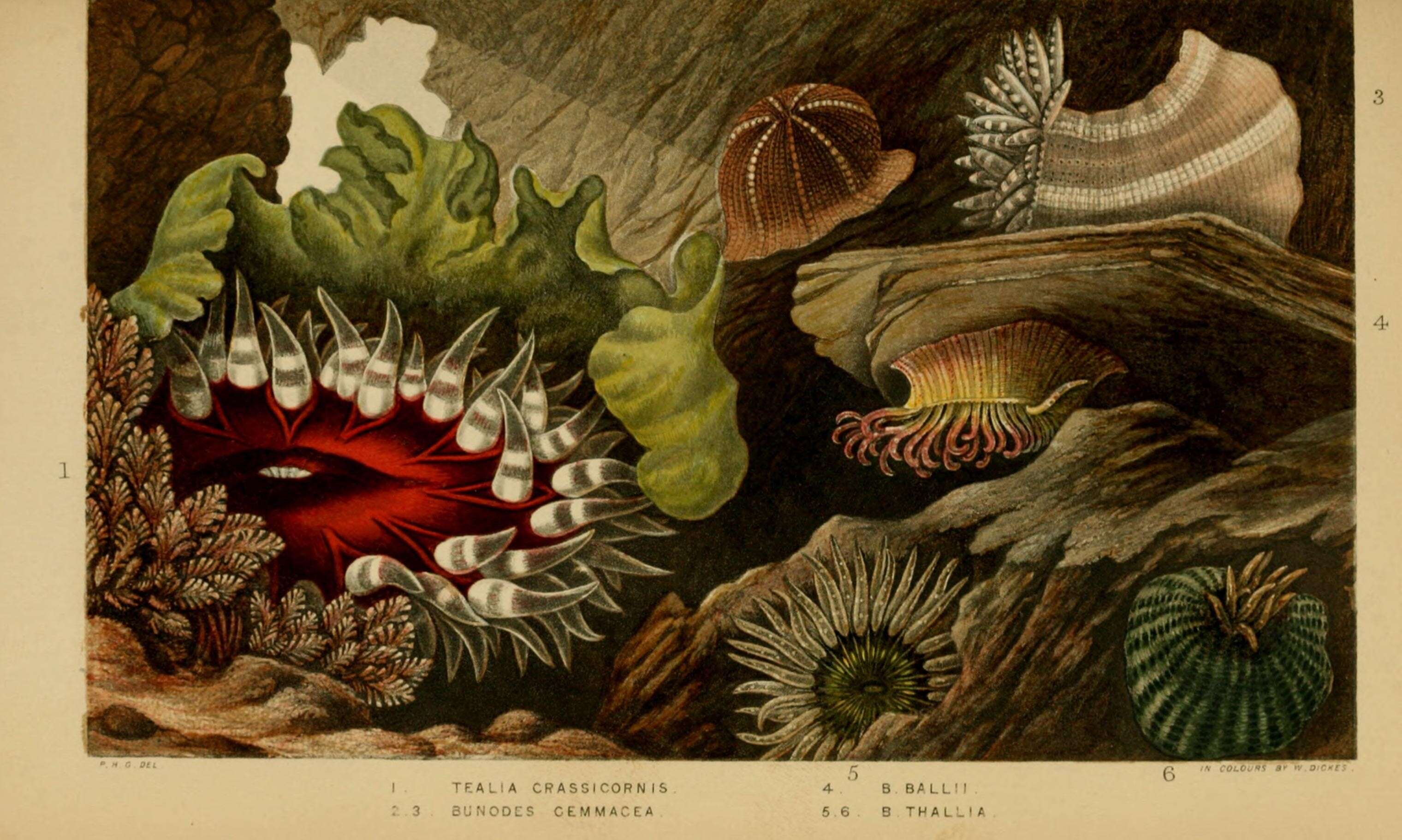 Image of Christmas anemone