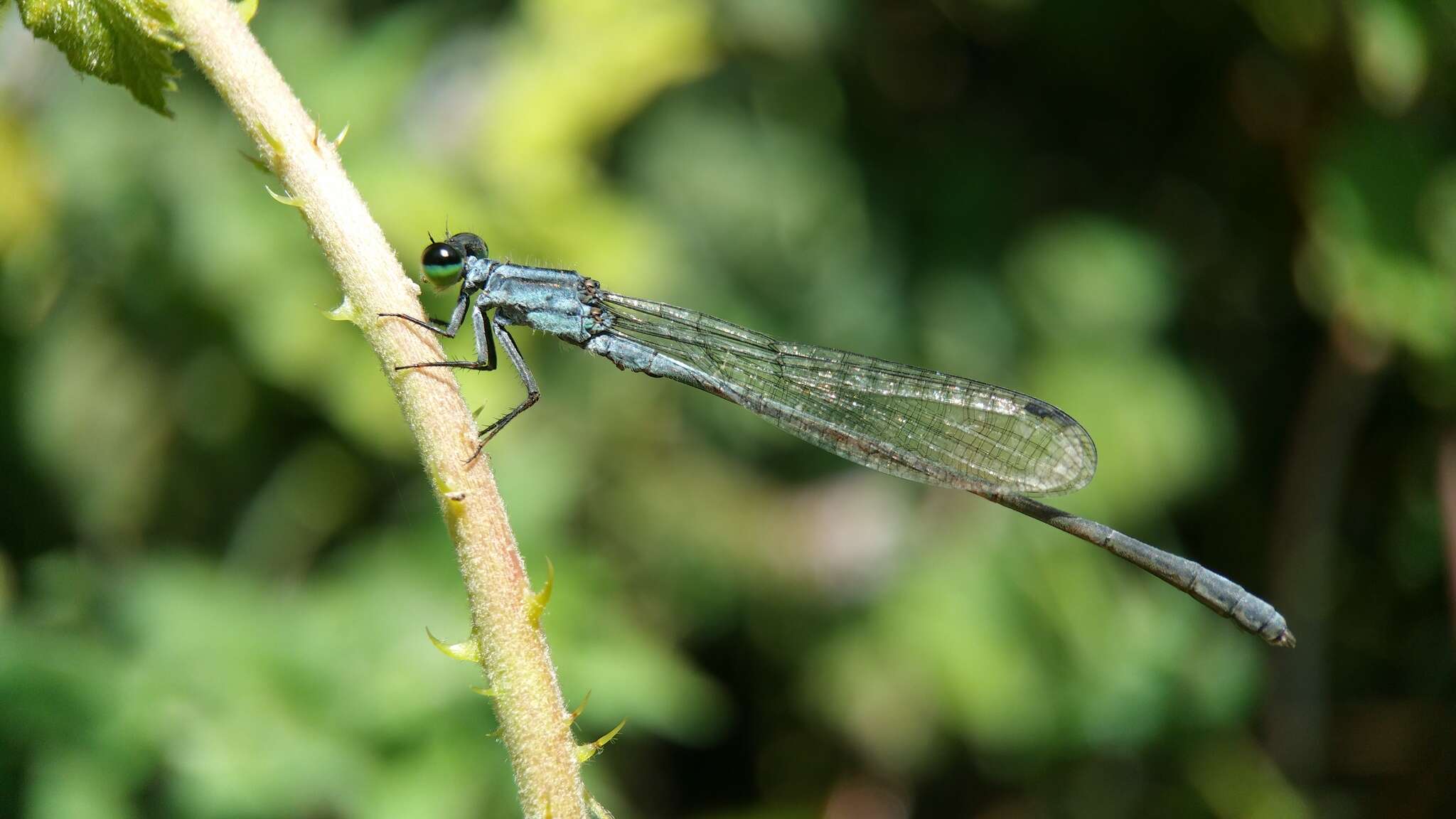 Image of Pseudagrion syriacum Selys 1887