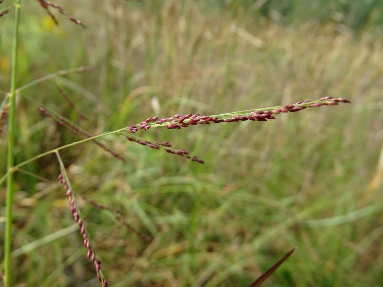 Слика од Coleataenia rigidula (Bosc ex Nees) Le Blond