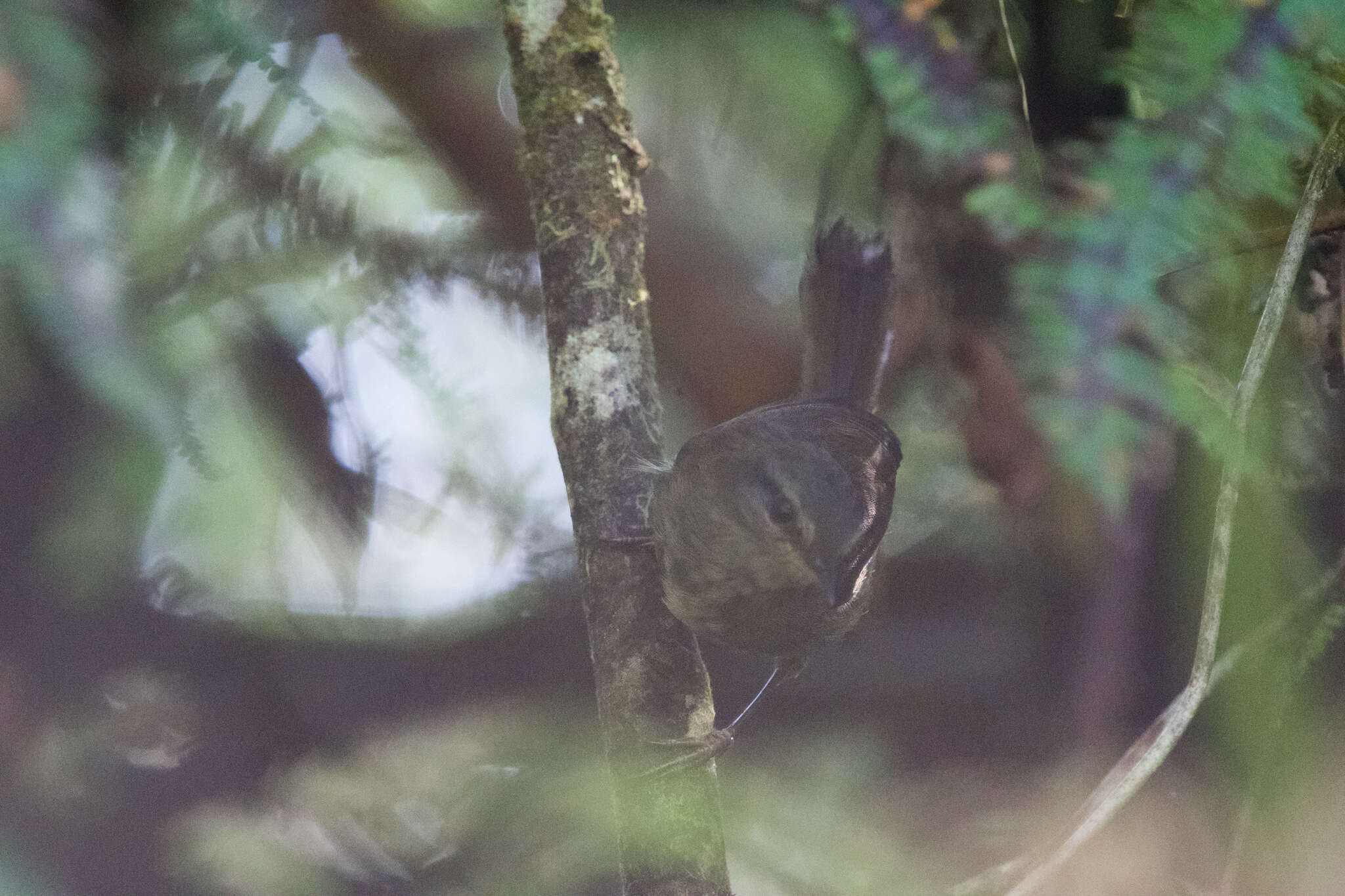 Image of Aberrant Bush Warbler