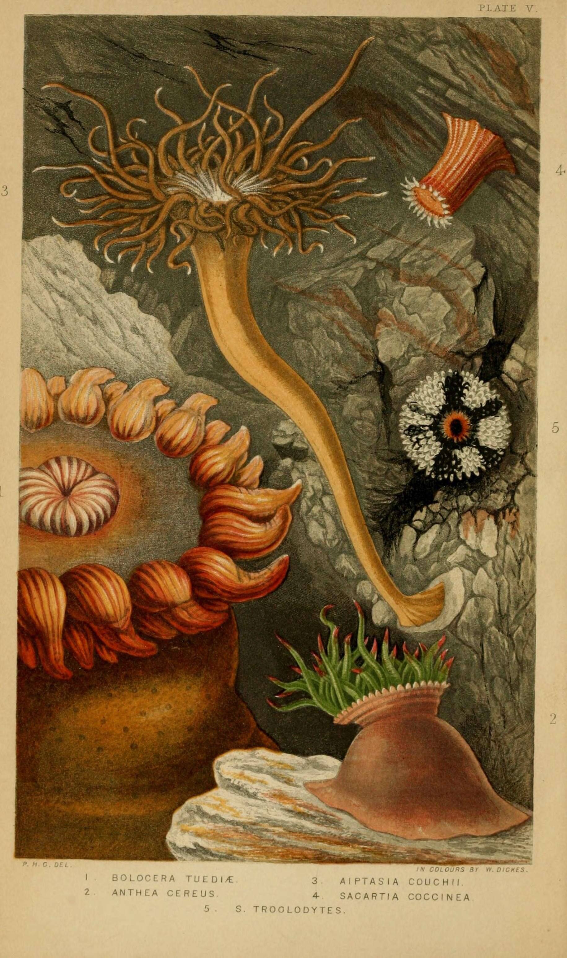 Image of cave-dwelling anemone