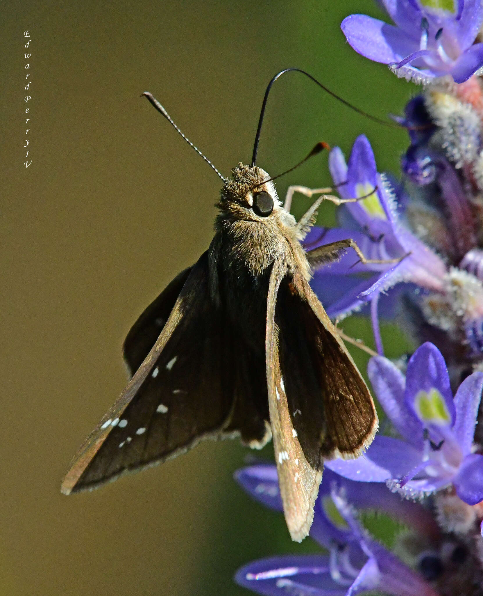 Atrytonopsis loammi Whitney 1876 resmi