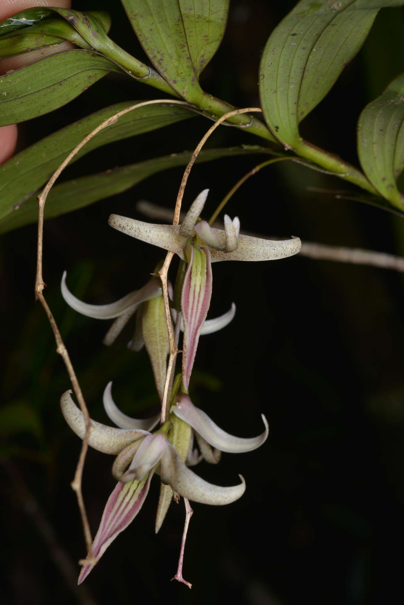 Dendrobium fractiflexum Finet的圖片