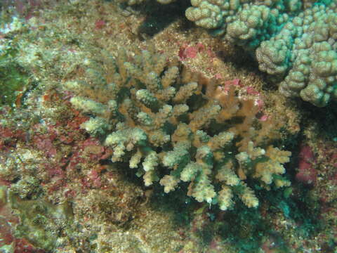 Image of Staghorn coral