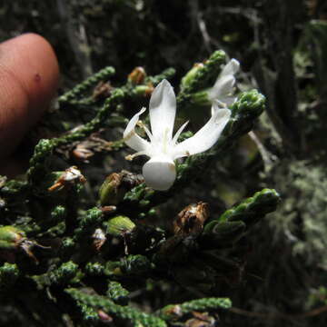 Image de Aragoa cupressina H. B. & K.