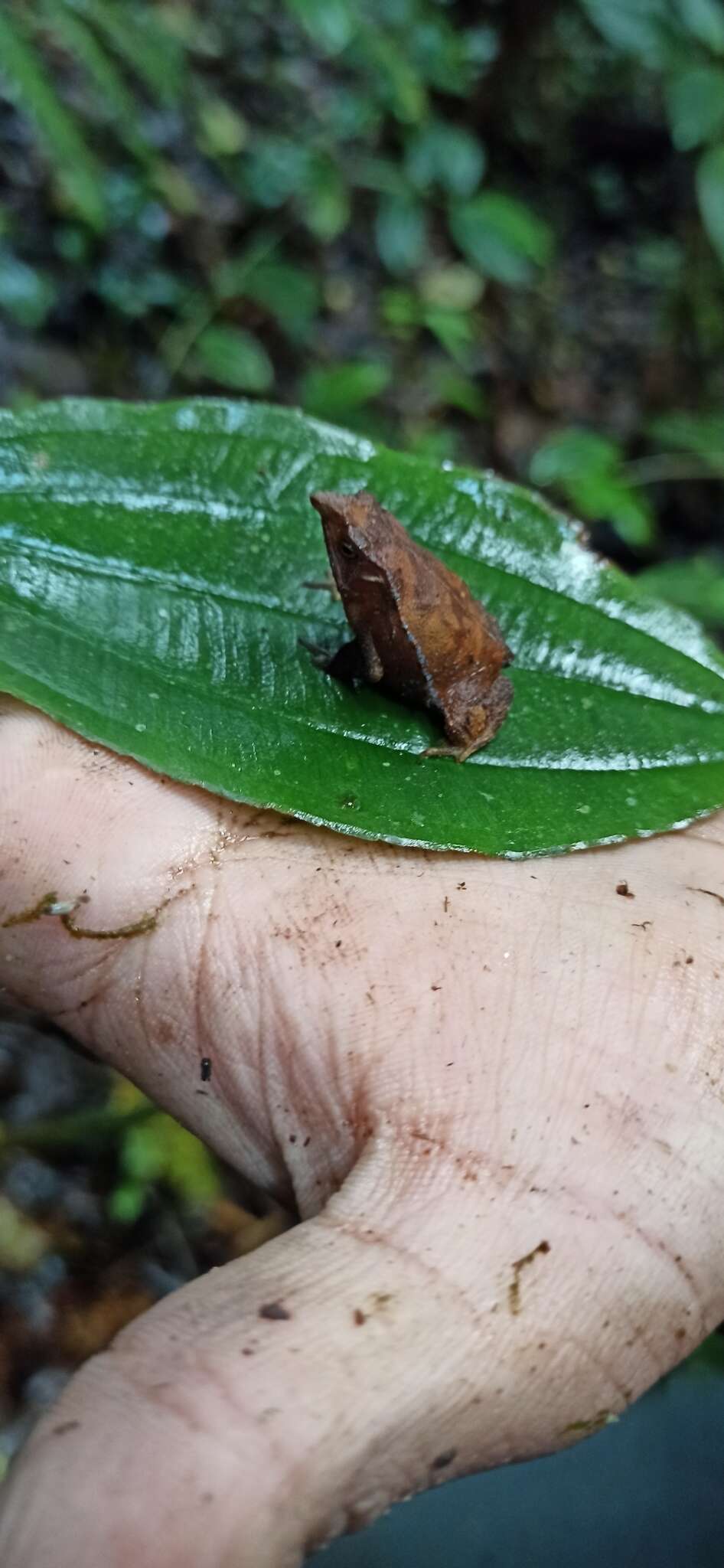 Sivun Rhinella festae (Peracca 1904) kuva