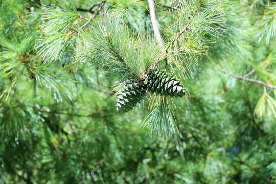 Image of Taiwan White Pine