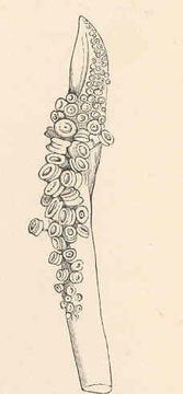 Image of European squid
