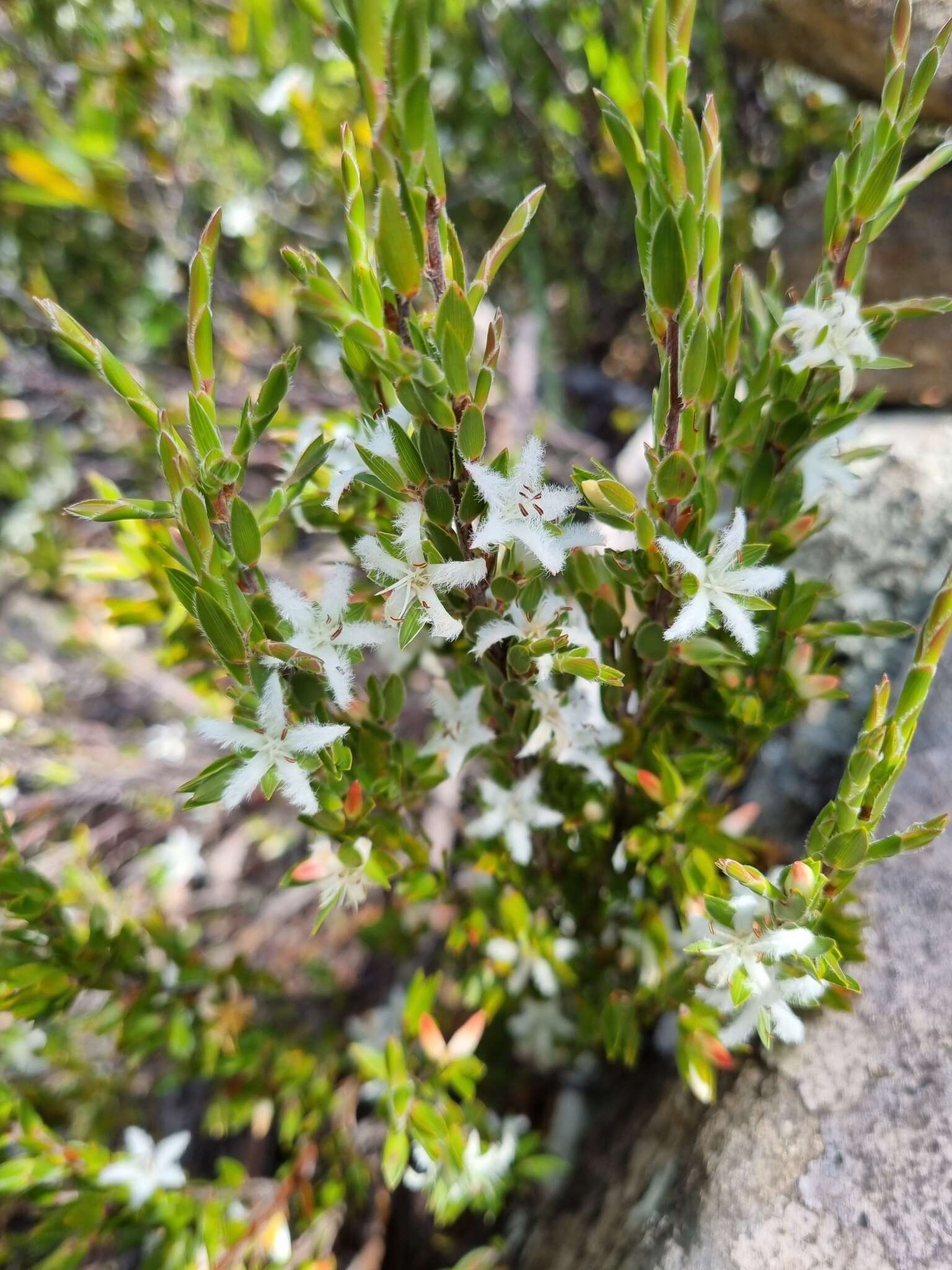 Image de Pentachondra involucrata R. Br.