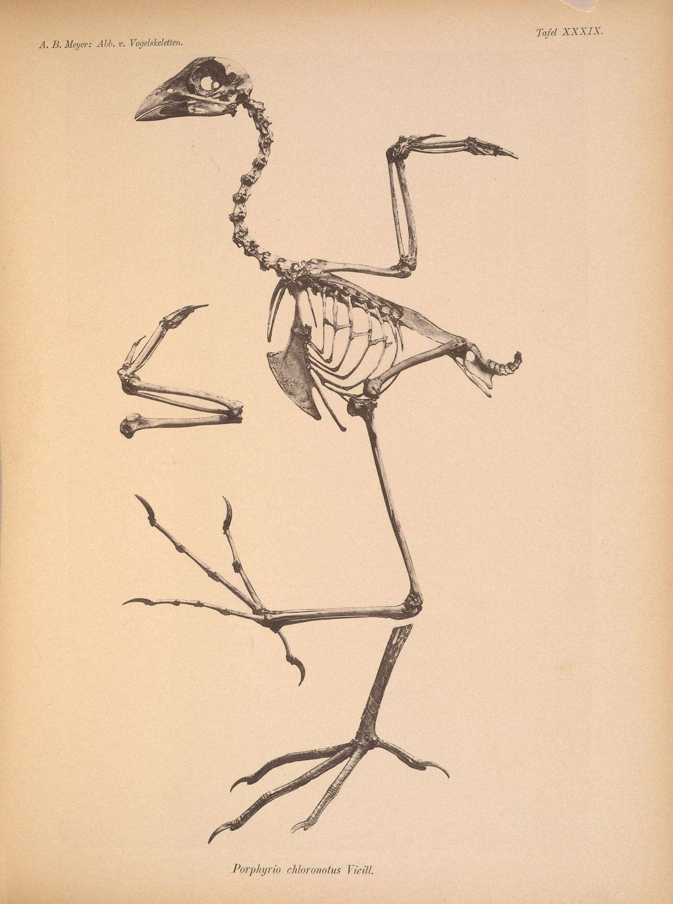 Image of Allen's Gallinule