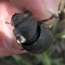 Image of Scarab beetle