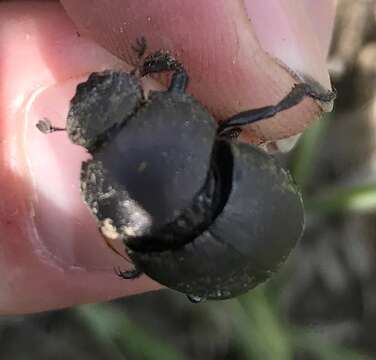 Image of Scarab beetle