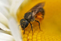 Слика од Lasioglossum versatum (Robertson 1902)