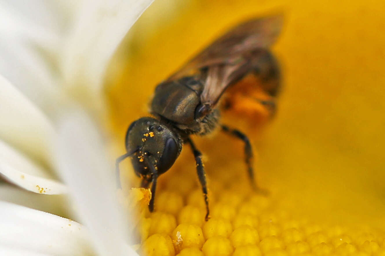 Слика од Lasioglossum versatum (Robertson 1902)