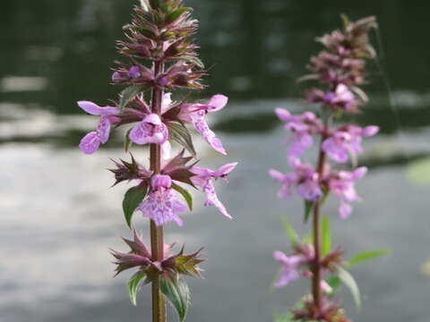 Image of Hedge-nettle