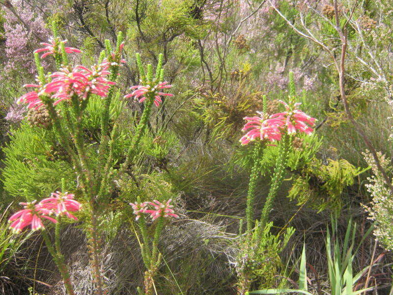 Image of Erica densifolia Willd.