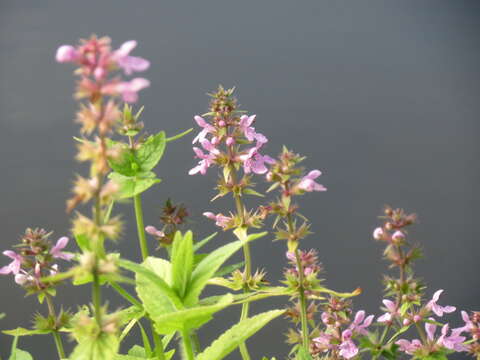 Слика од Stachys palustris L.