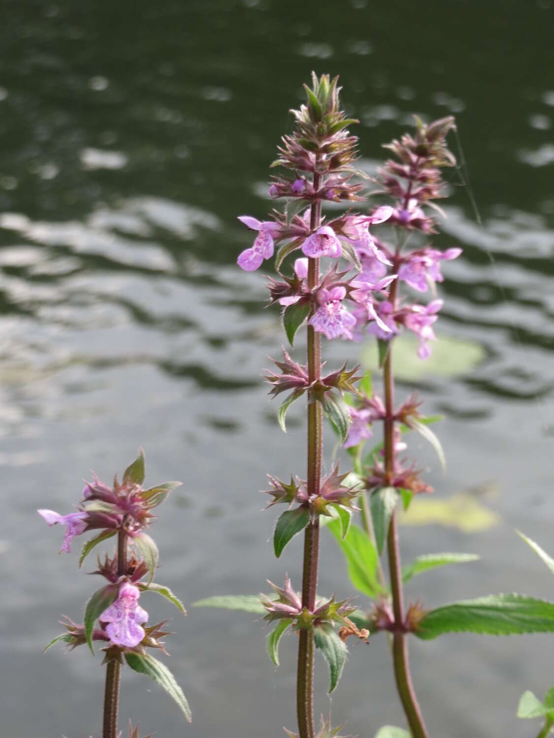 Image of Hedge-nettle