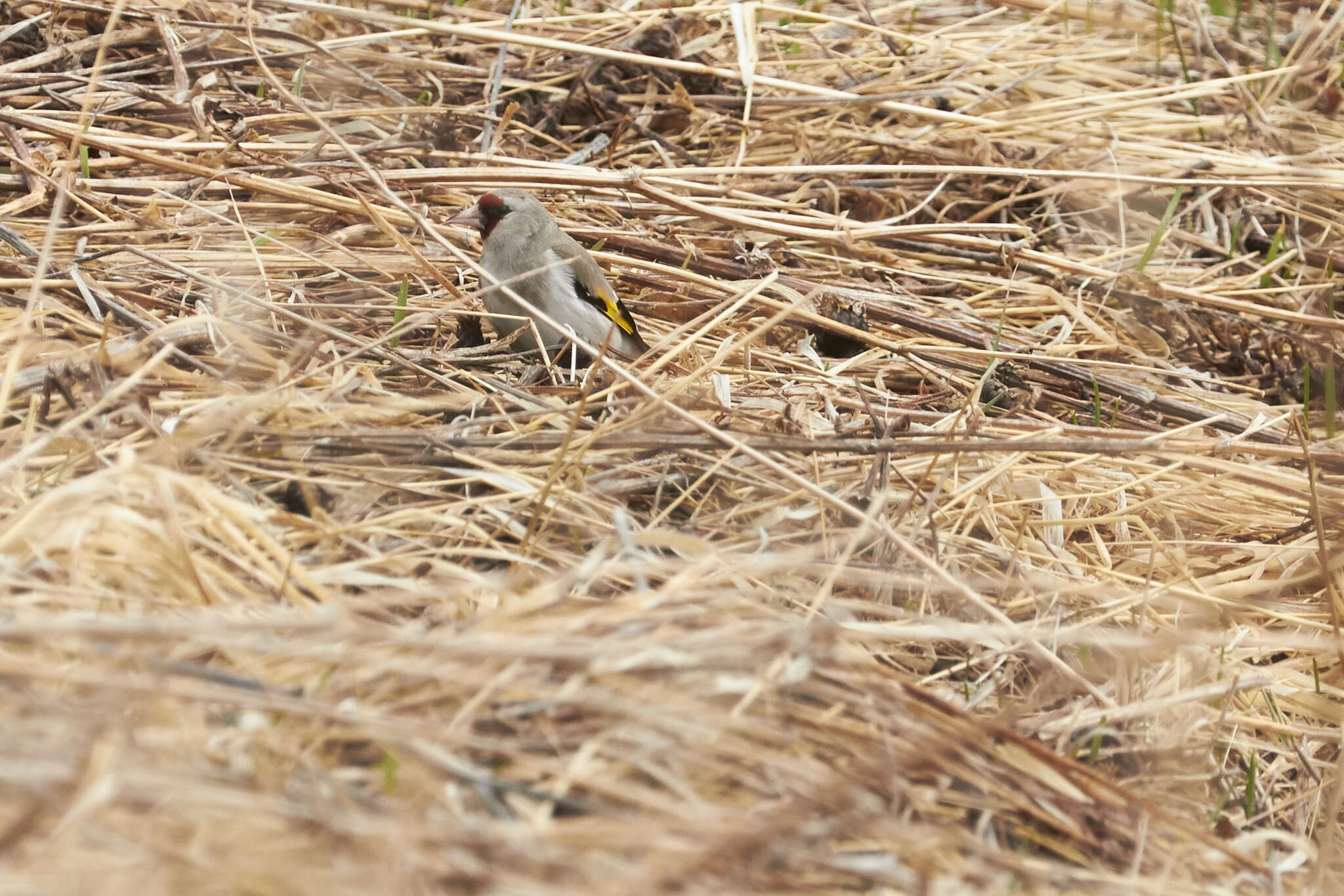 Carduelis carduelis caniceps Vigors 1831的圖片