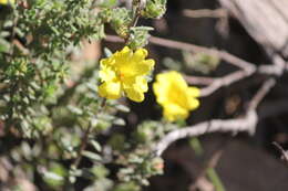 Image of Hibbertia crinita H. R. Toelken