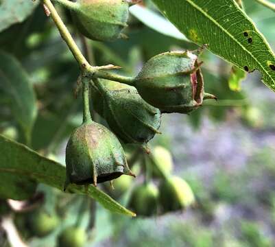 Image of Broad-leaved Apple