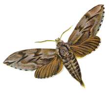 Image of Pine hawkmoth