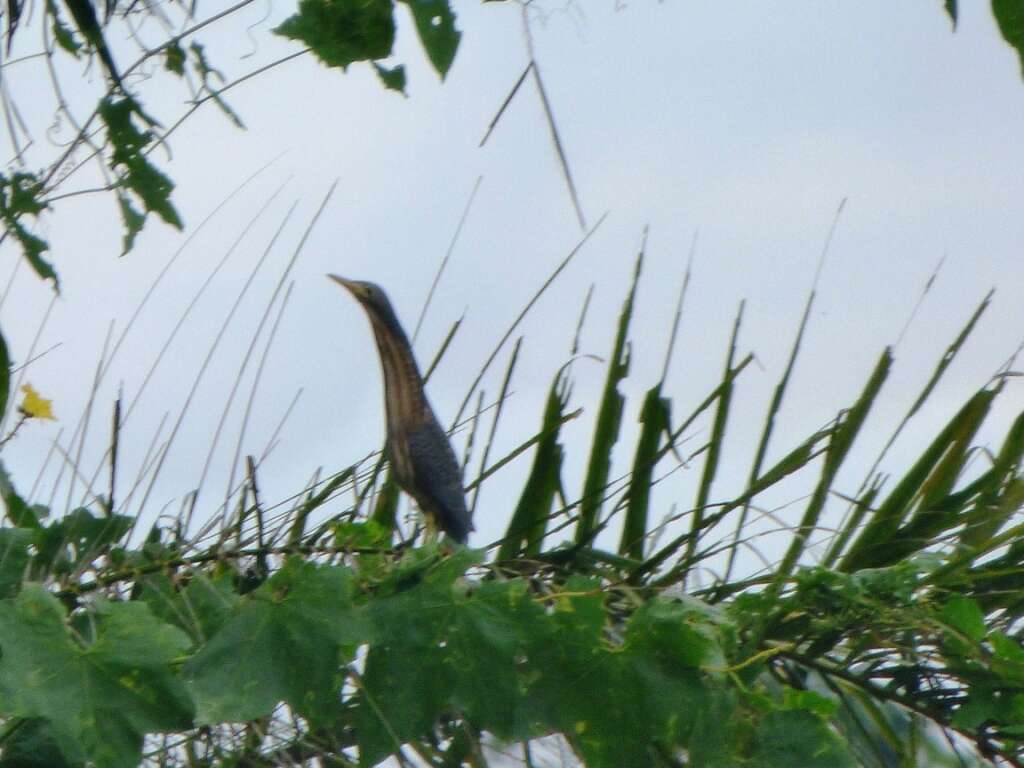 Image of Dwarf Bittern