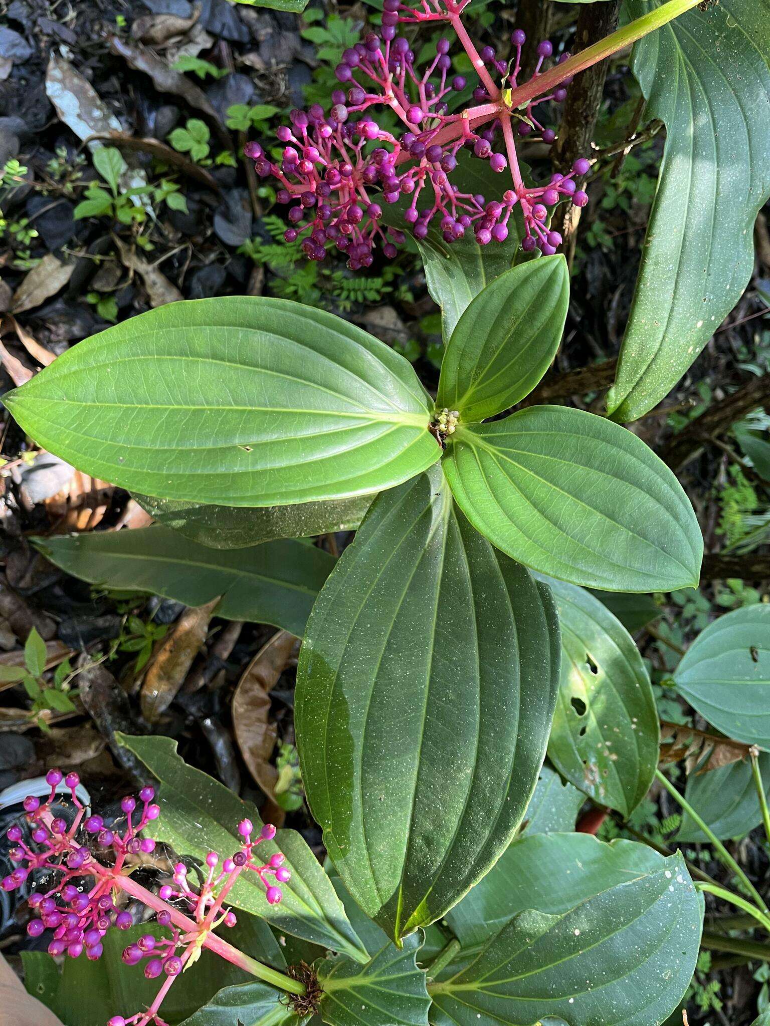 Image of Medinilla cumingii Naud.