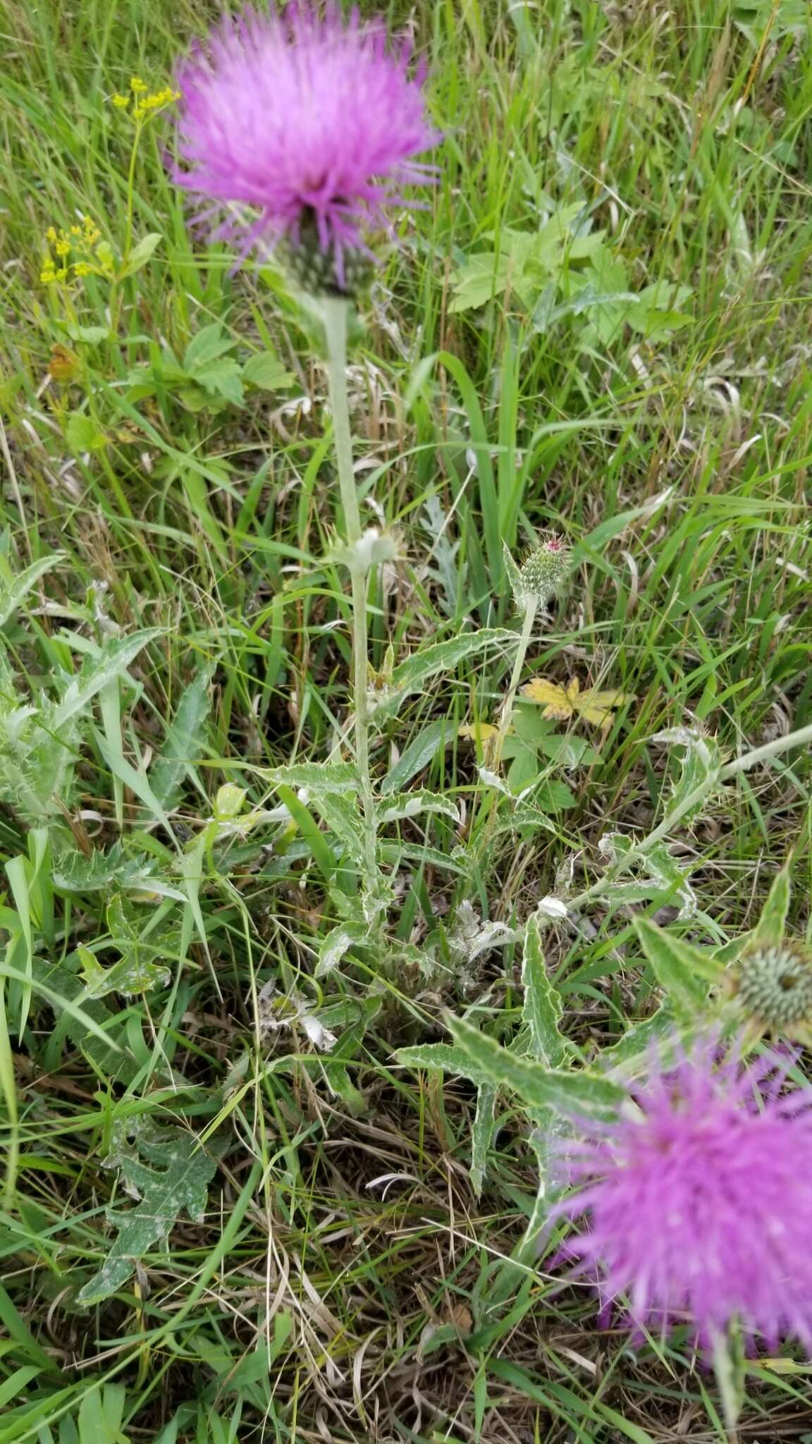 Image de Cirsium flodmanii (Rydb.) Arthur